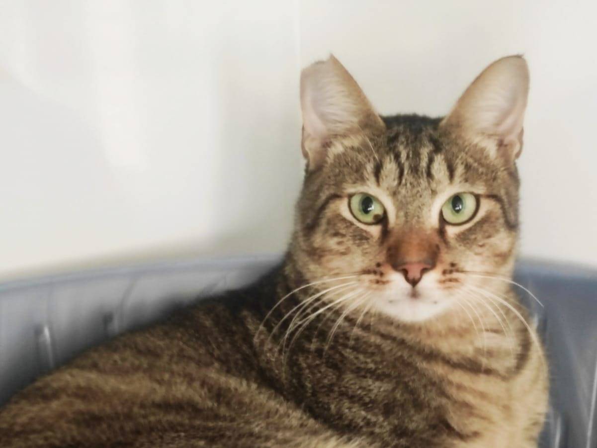 Adotta un gatto, taglia non valida, maschio, Bari