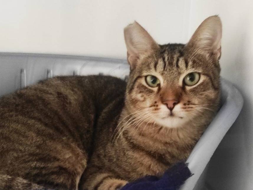 Vuoi adottare un gatto a Bari?