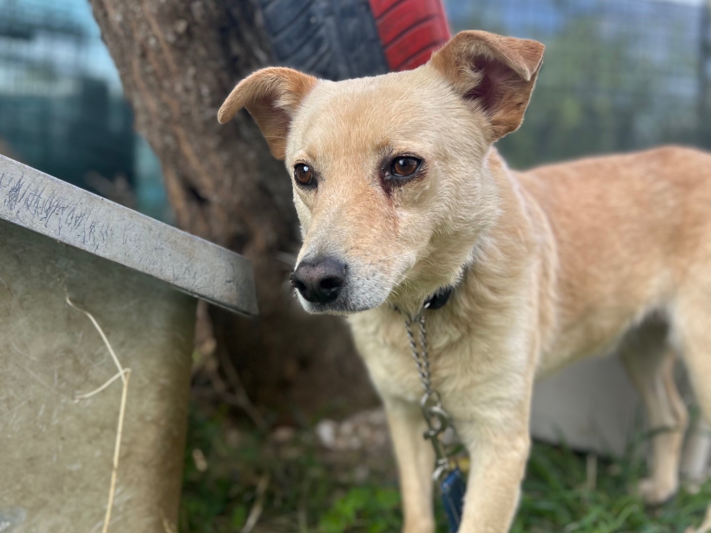 Adozione cane, maschio, Razza sconosciuta Razza sconosciuta, 7 anni e 3 mesi, taglia media contenuta, Foggia