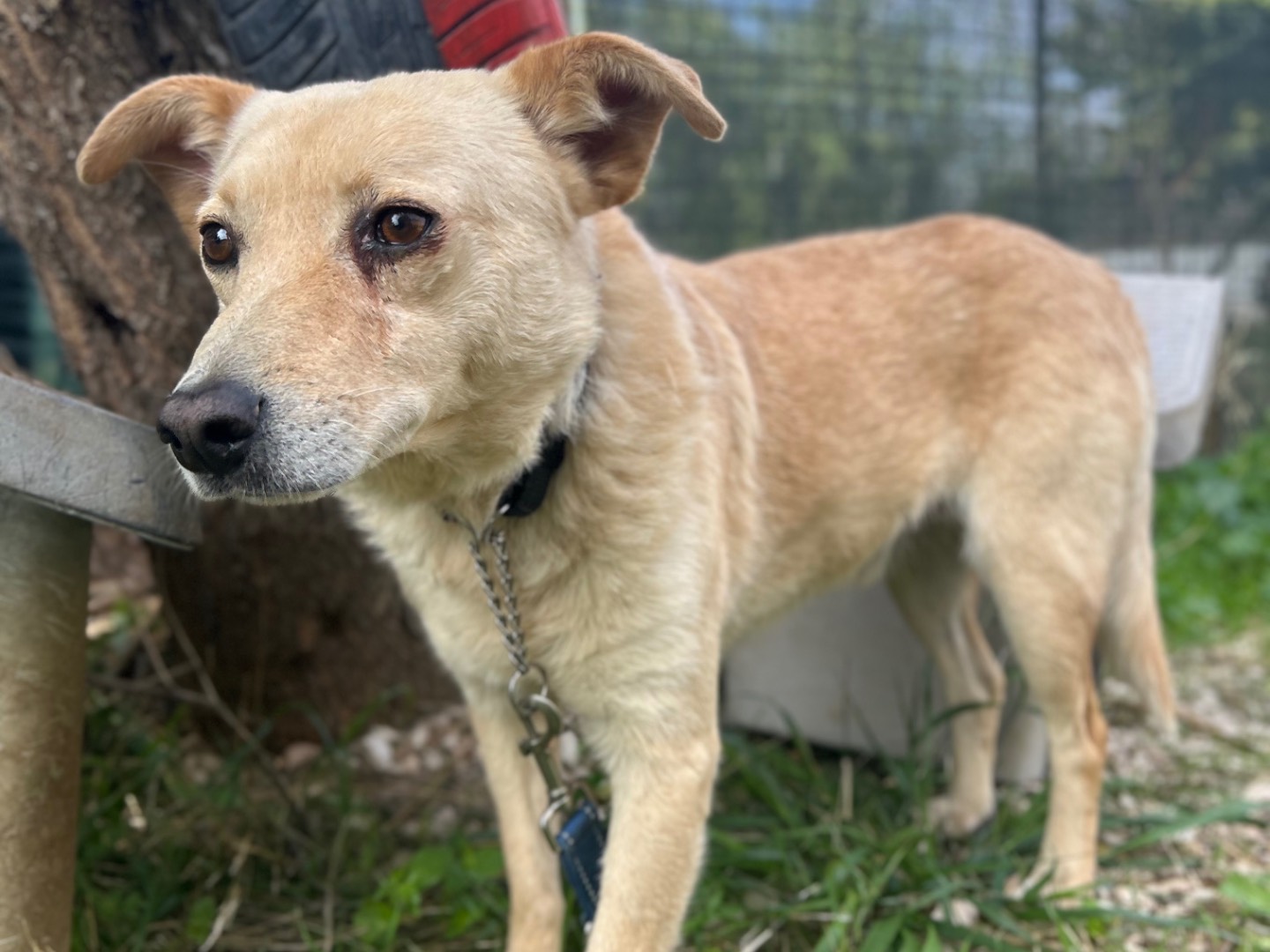 Adotta un cane, maschio, 7 anni e 3 mesi, Foggia