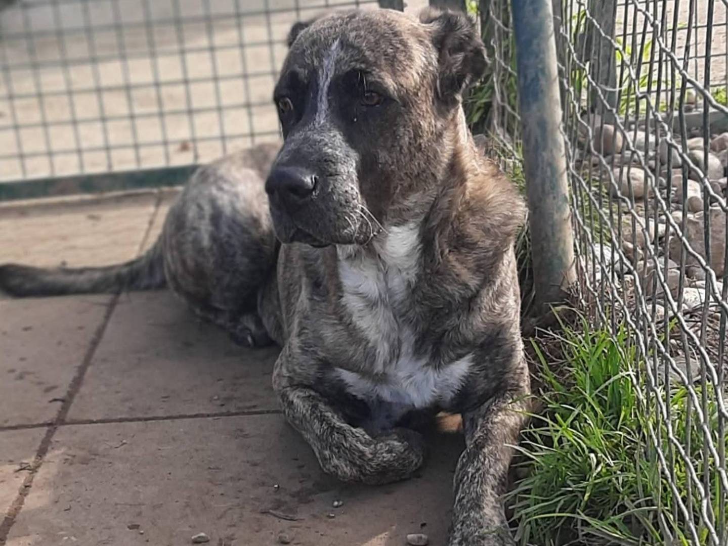 Adozione cane, femmina, Corso Razza sconosciuta, 3 anni e 2 mesi, taglia grande, Milano