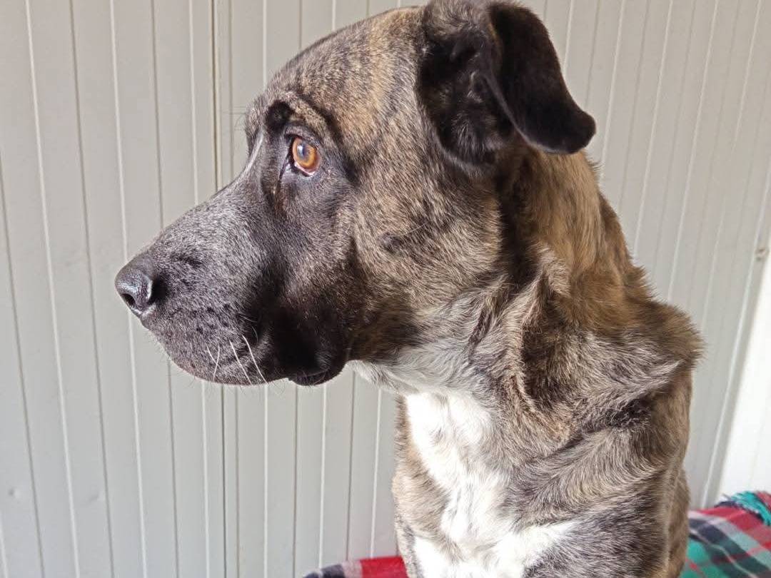 Adotta un cane, femmina, 3 anni e 2 mesi, Milano