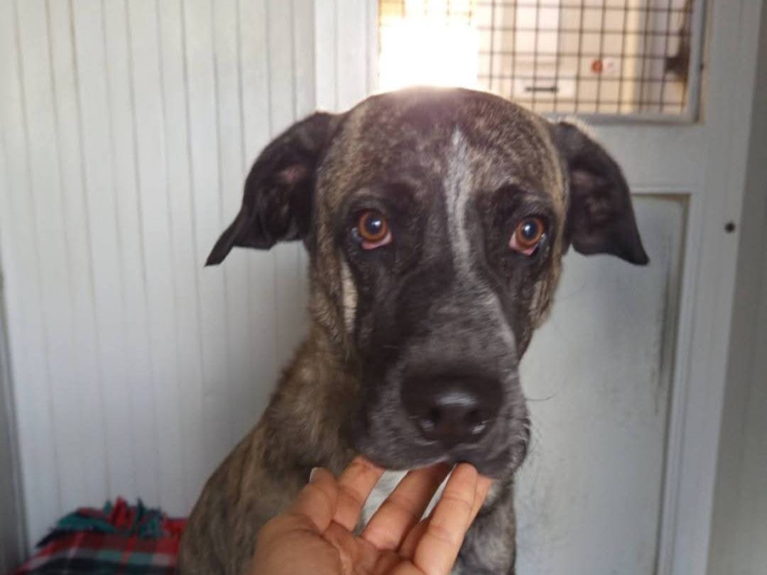 Adotta un cane, taglia grande, femmina, Milano