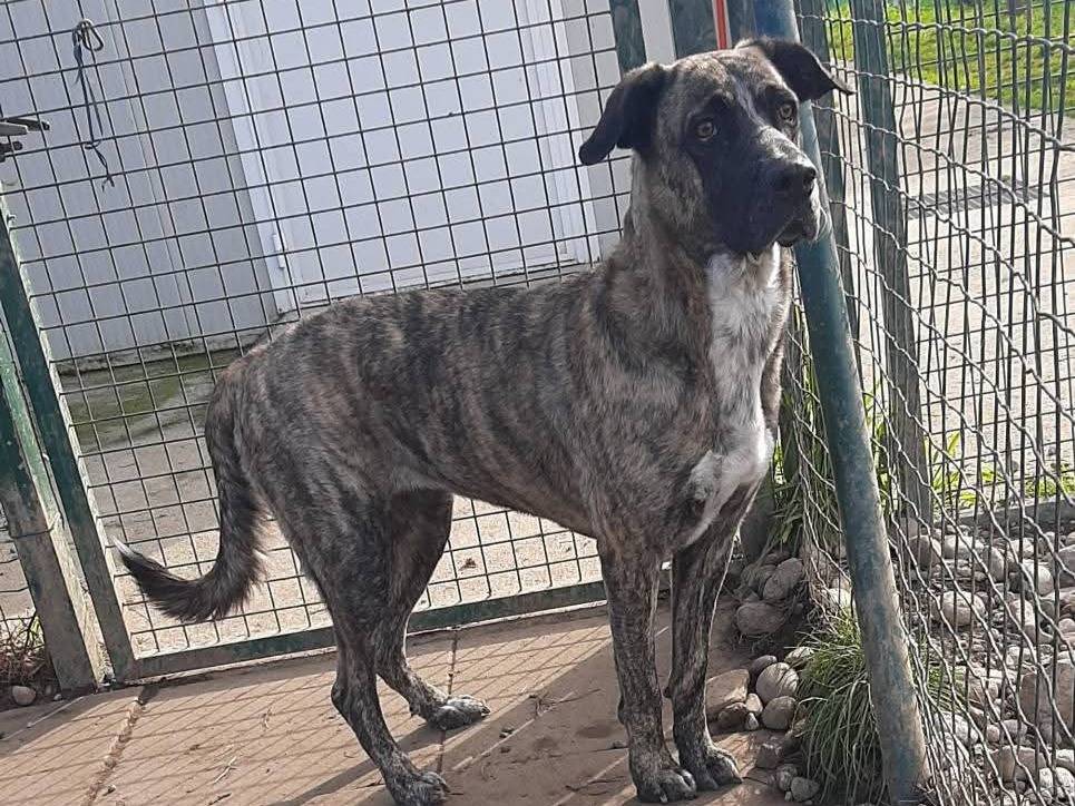 Vuoi adottare un cane a Milano?