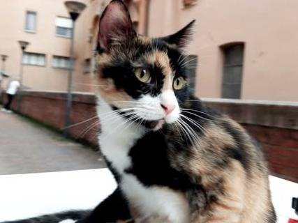 Adozione gatto, femmina, Razza sconosciuta Razza sconosciuta, 1 anno e 7 mesi, taglia non valida, Torino