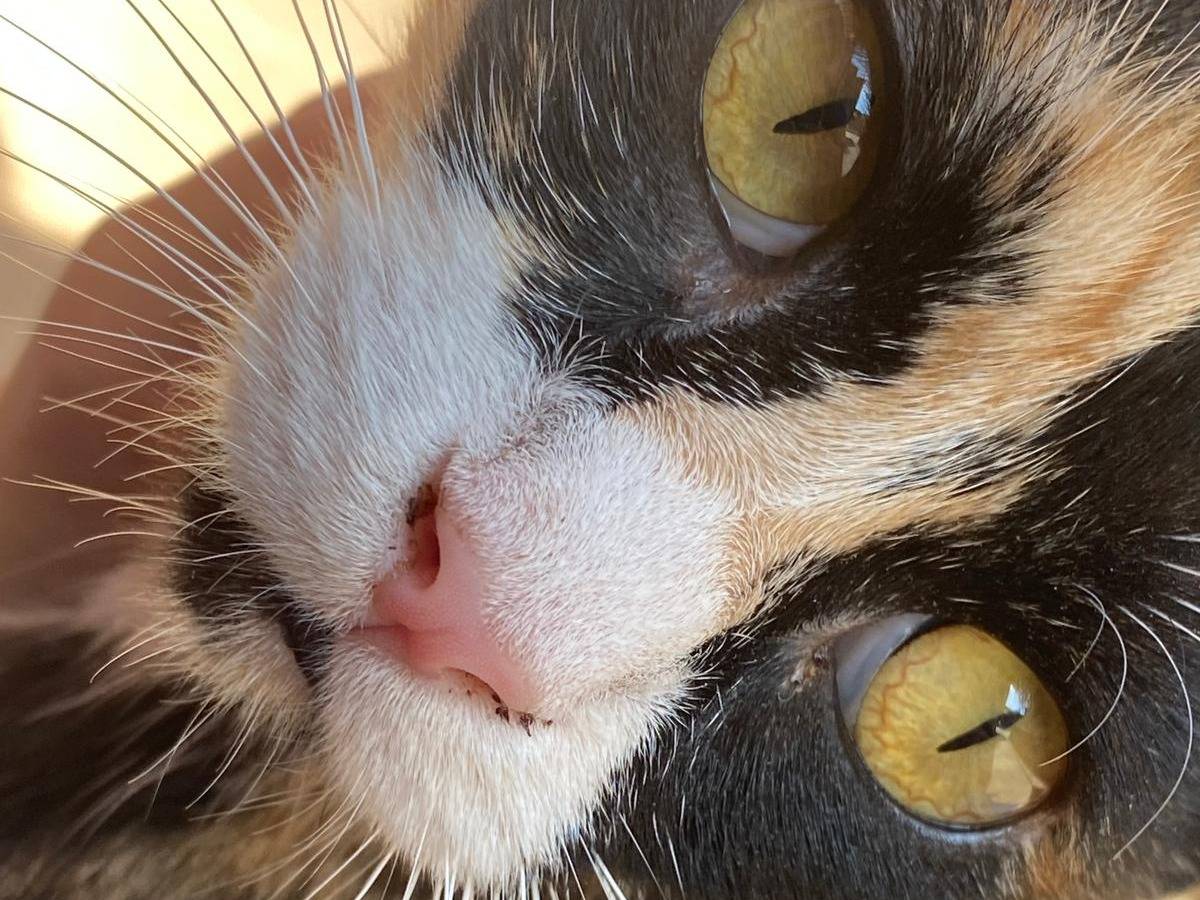 Adotta un gatto, femmina, 1 anno e 7 mesi, Torino