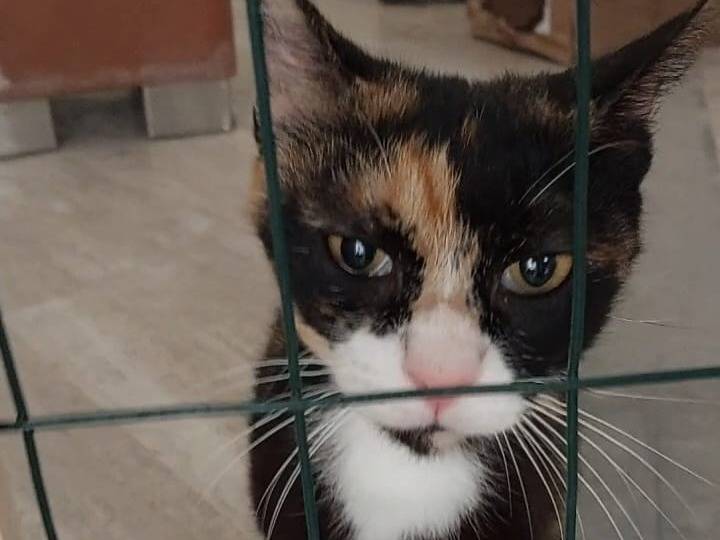 Adotta un gatto, taglia non valida, femmina, Torino