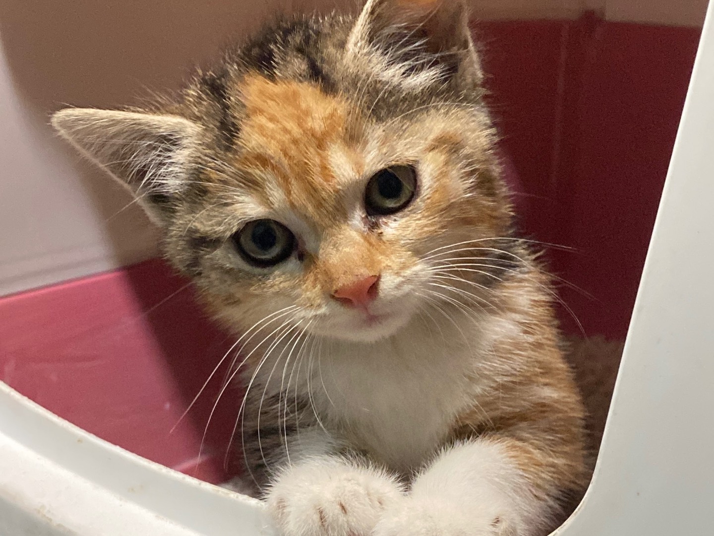 Adozione gatto, femmina, Razza sconosciuta Razza sconosciuta, 2 mesi, taglia non valida, Torino