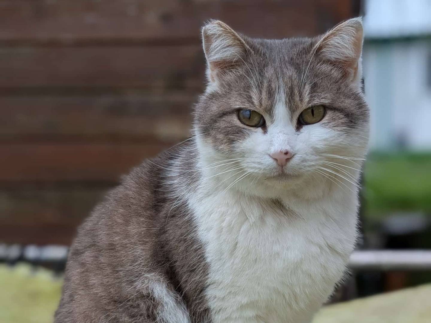 Adozione gatto, maschio, Razza sconosciuta Razza sconosciuta, 4 anni e 1 mese, taglia non valida, Parma