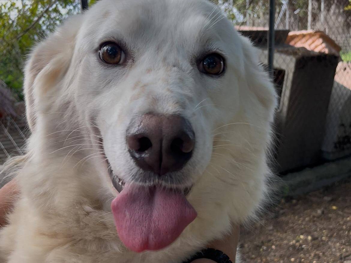 Adozione cane, femmina, Pastore maremmano Razza sconosciuta, 3 anni e 7 mesi, taglia grande, Latina