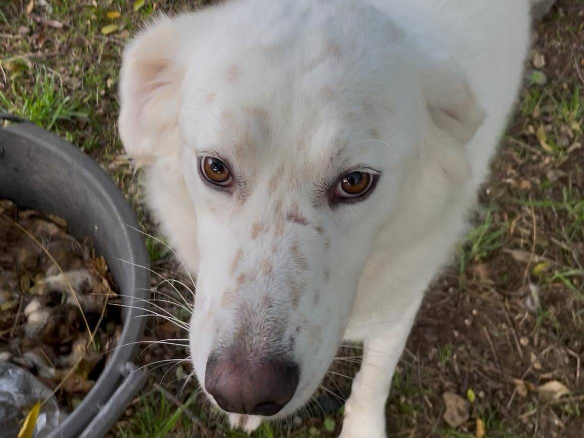 Adotta un cane, femmina, 3 anni e 7 mesi, Latina