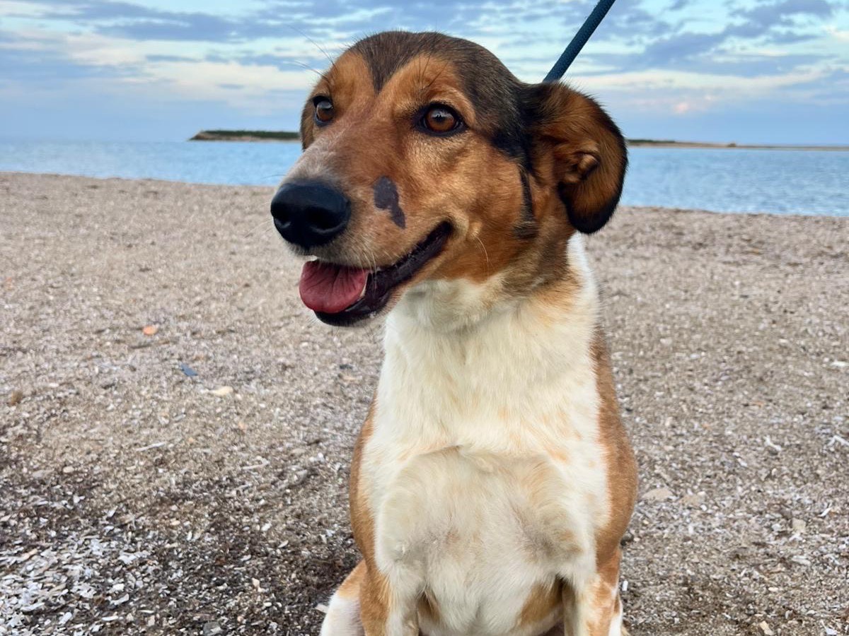 Adozione cane, femmina, Razza sconosciuta Razza sconosciuta, 3 anni e 5 mesi, taglia media, Siracusa