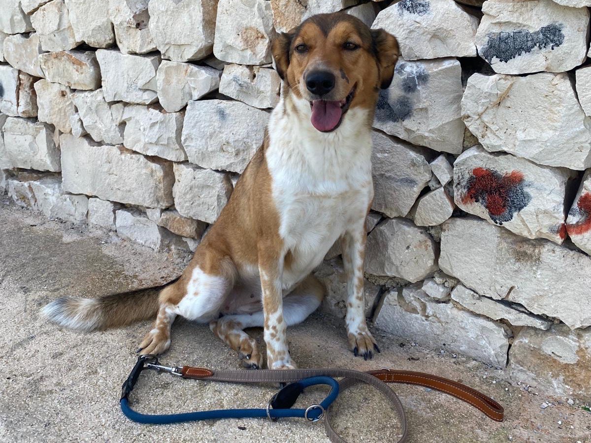 Adotta un cane, femmina, 3 anni e 5 mesi, Siracusa