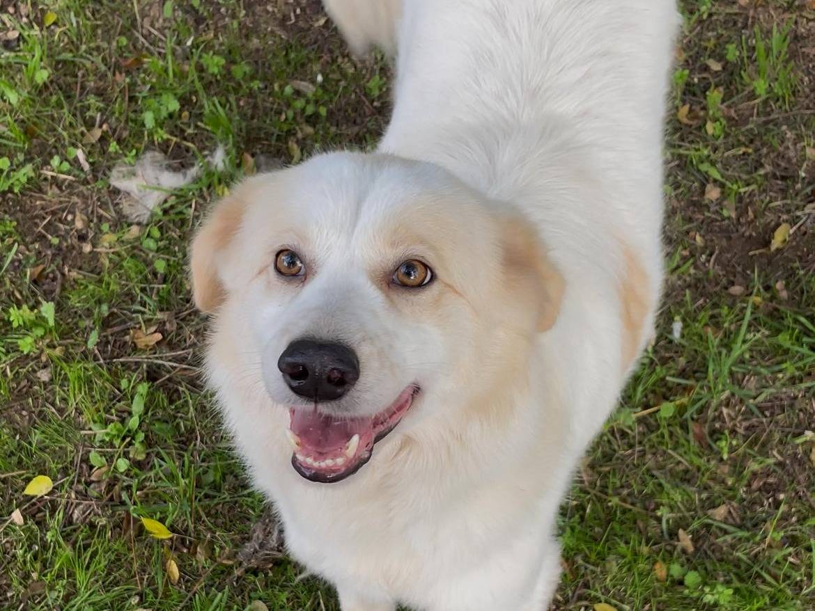 Adozione cane, maschio, Razza sconosciuta Razza sconosciuta, 4 anni e 7 mesi, taglia media, Latina