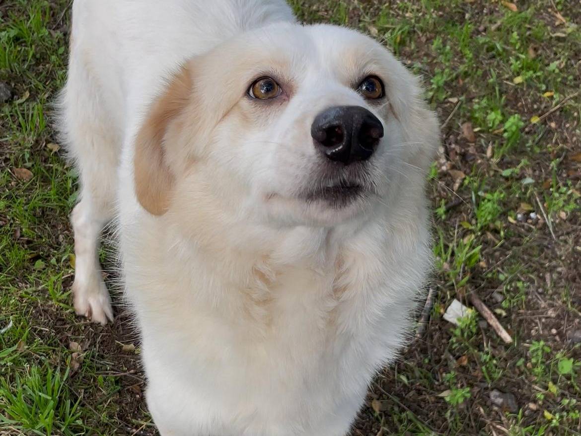 Adotta un cane, maschio, 4 anni e 7 mesi, Latina