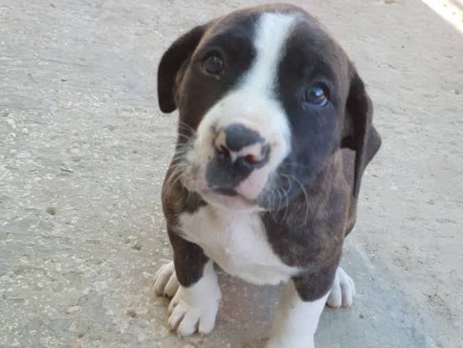 Adozione cane, femmina, Pitbull American Staffordshire Terrier, 2 mesi, taglia media, Padova