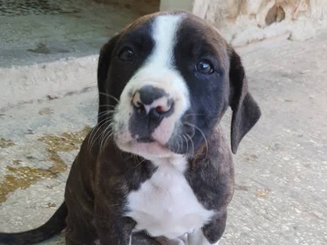 Adotta un cane, taglia media, femmina, Padova