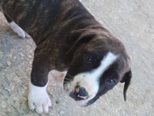 Vuoi adottare un cane a Padova?