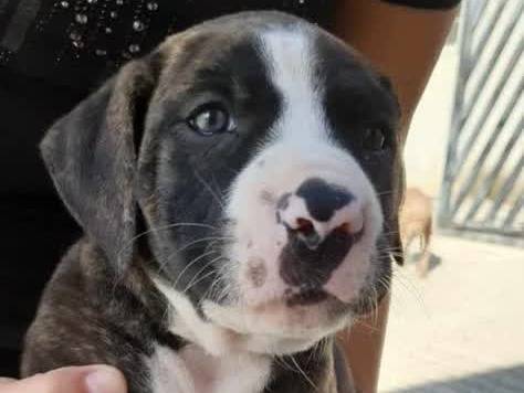 Adotta il cane GEA a Padova