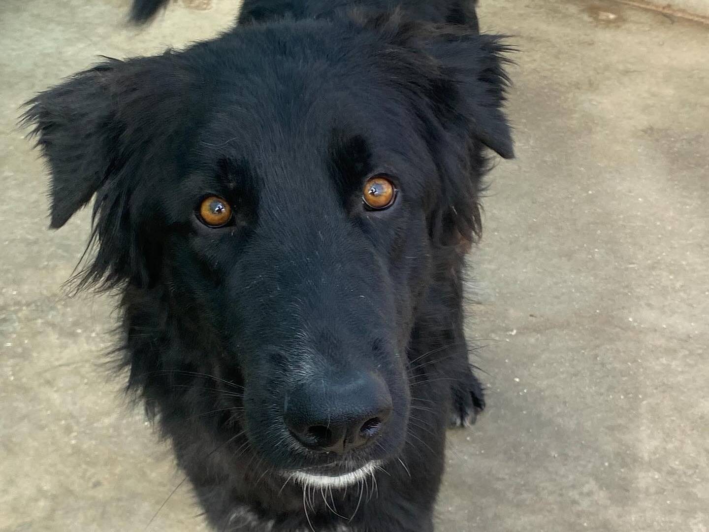 Adozione cane, maschio, Pastore Belga Malinois Razza sconosciuta, 2 anni e 8 mesi, taglia grande, Latina