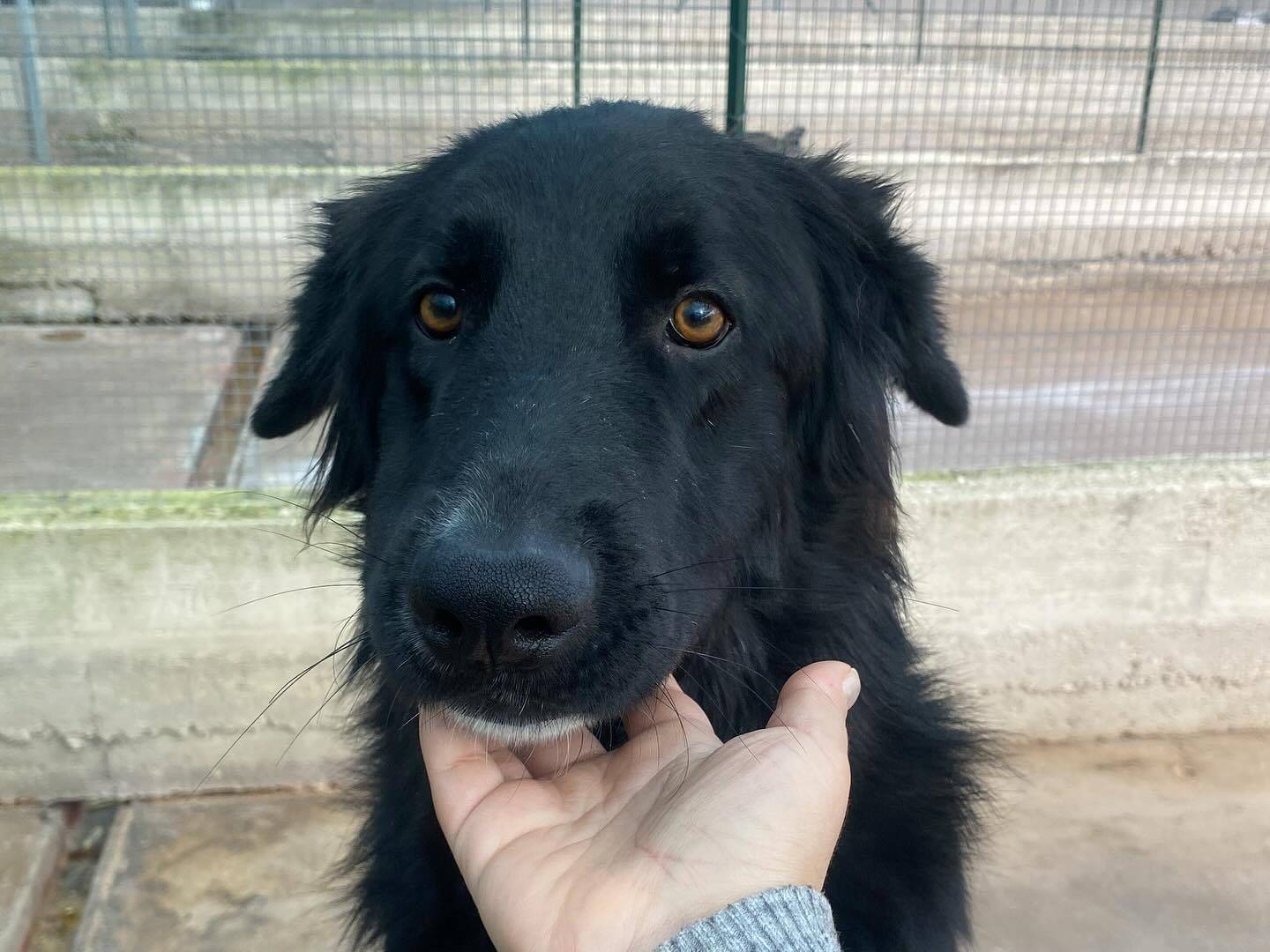Adotta un cane, maschio, 2 anni e 8 mesi, Latina