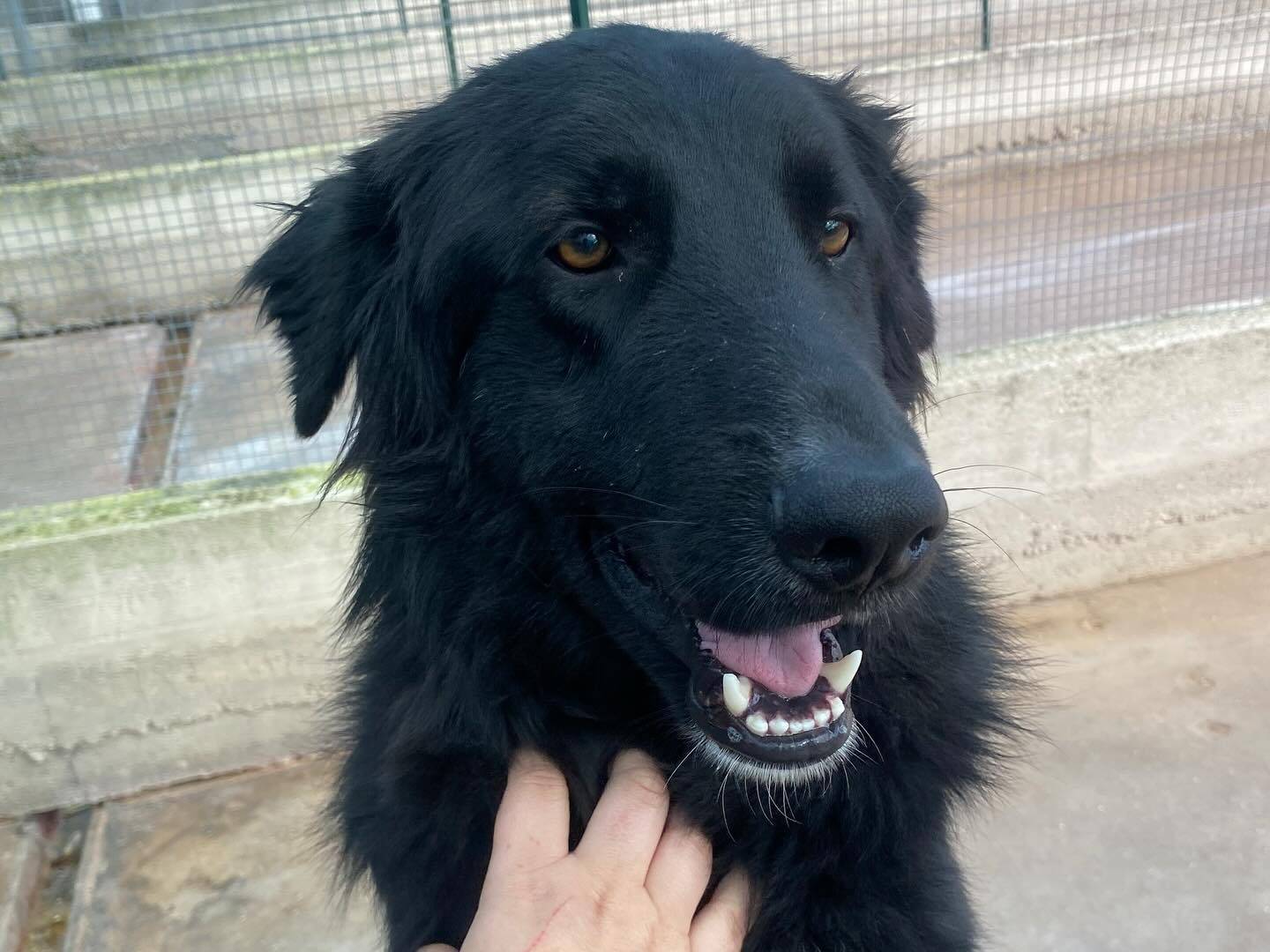 Adotta un cane, taglia grande, maschio, Latina