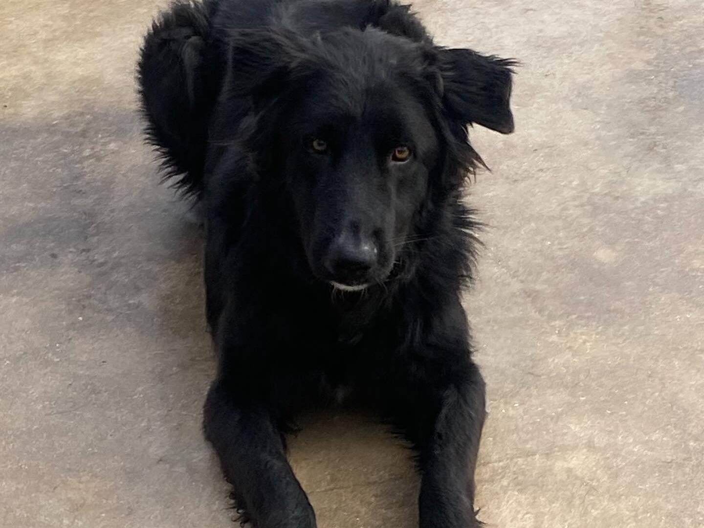 Adotta il cane Anubi a Latina