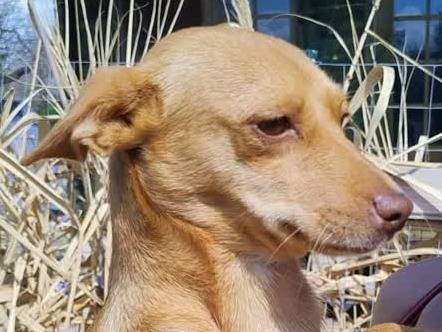 Adozione cane, maschio, Pinscher Razza sconosciuta, 8 mesi, taglia piccola, Padova