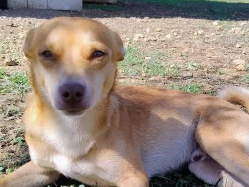 Adotta un cane, maschio, 8 mesi, Padova