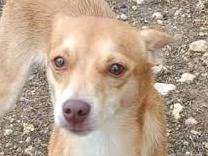 Adotta un cane, taglia piccola, maschio, Padova