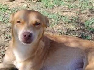 Vuoi adottare un cane a Padova?