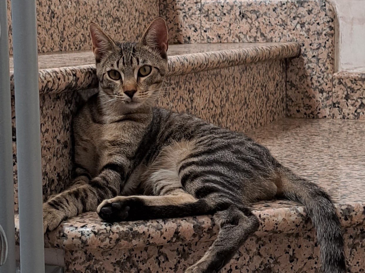 Adozione gatto, maschio, Razza sconosciuta Razza sconosciuta, 8 mesi, taglia non valida, Arezzo