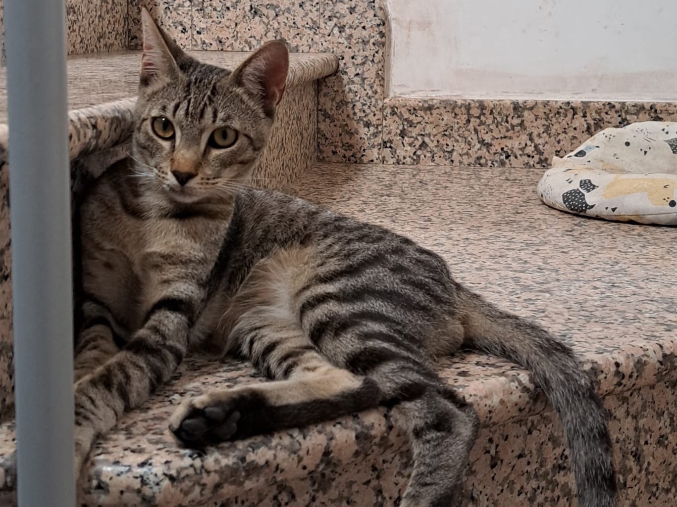 Adotta un gatto, taglia non valida, maschio, Arezzo