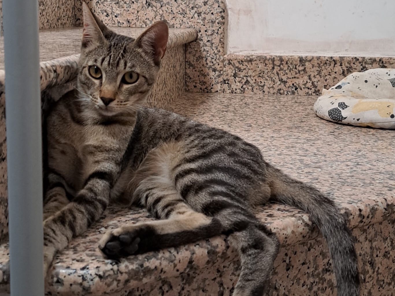 Adotta un gatto, taglia non valida, maschio, Asti