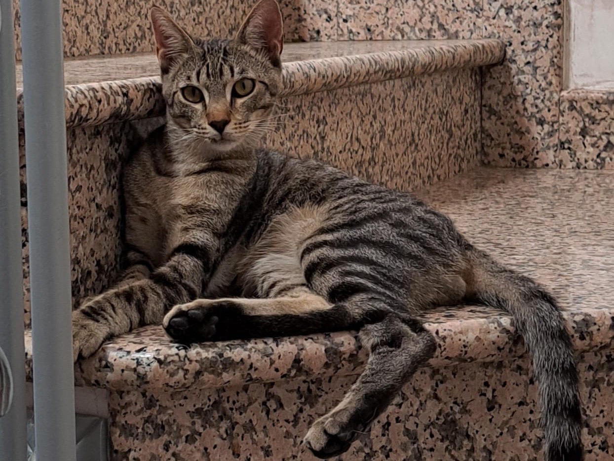 Adozione gatto, maschio, Razza sconosciuta Razza sconosciuta, 8 mesi, taglia non valida, Biella