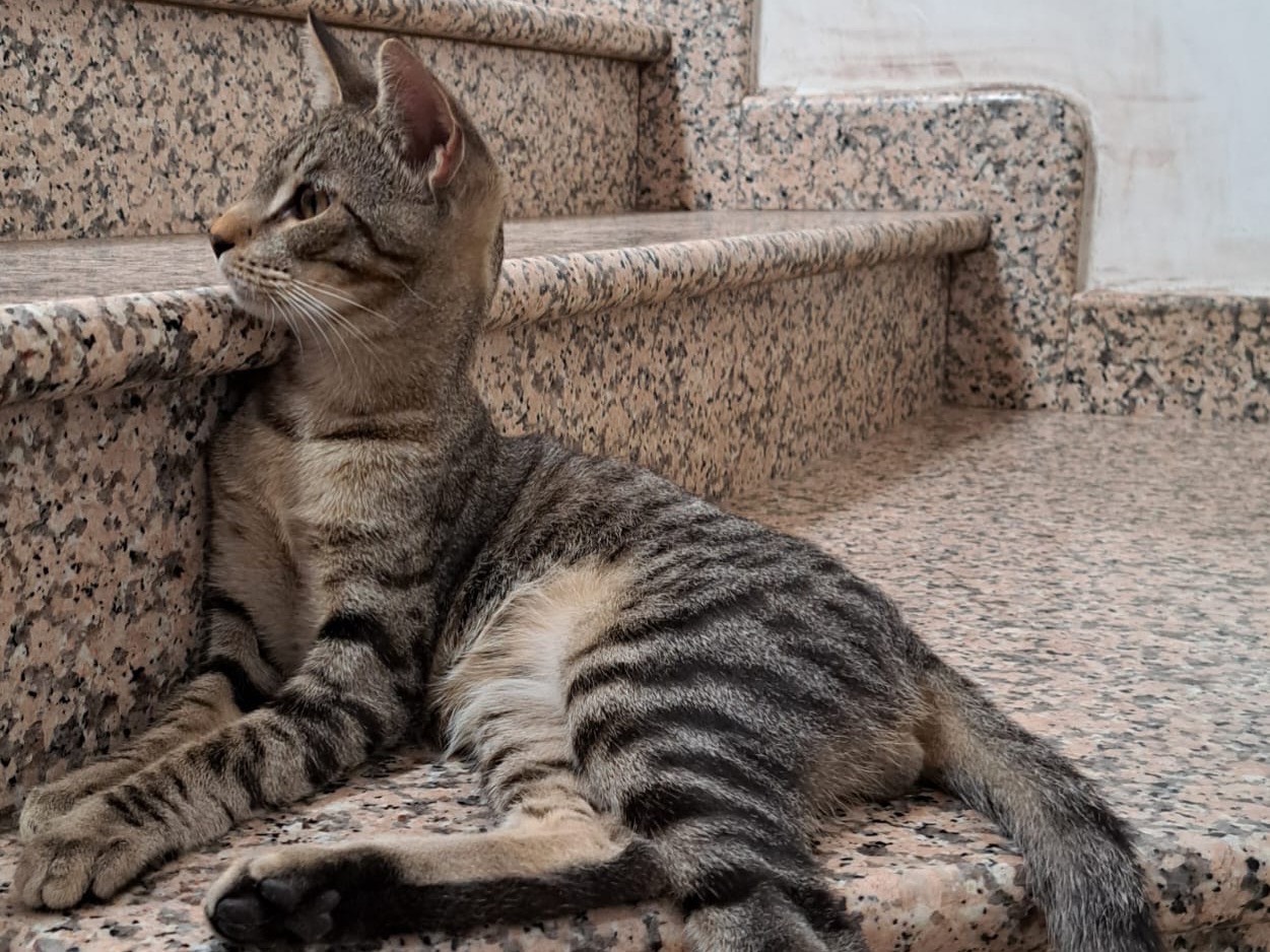 Adotta un gatto, maschio, 8 mesi, Biella