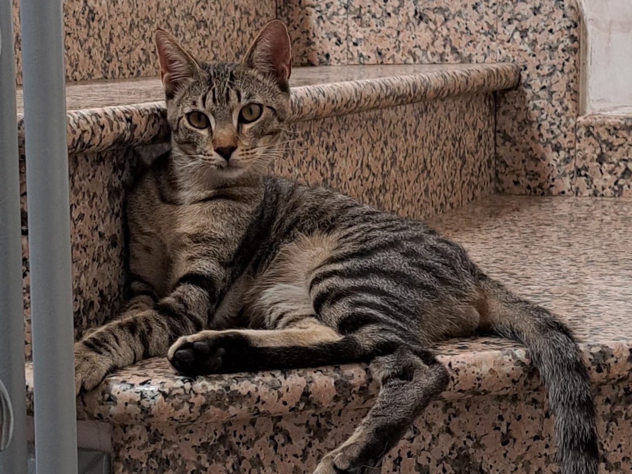 Adozione gatto, maschio, Razza sconosciuta Razza sconosciuta, 8 mesi, taglia non valida, Brescia
