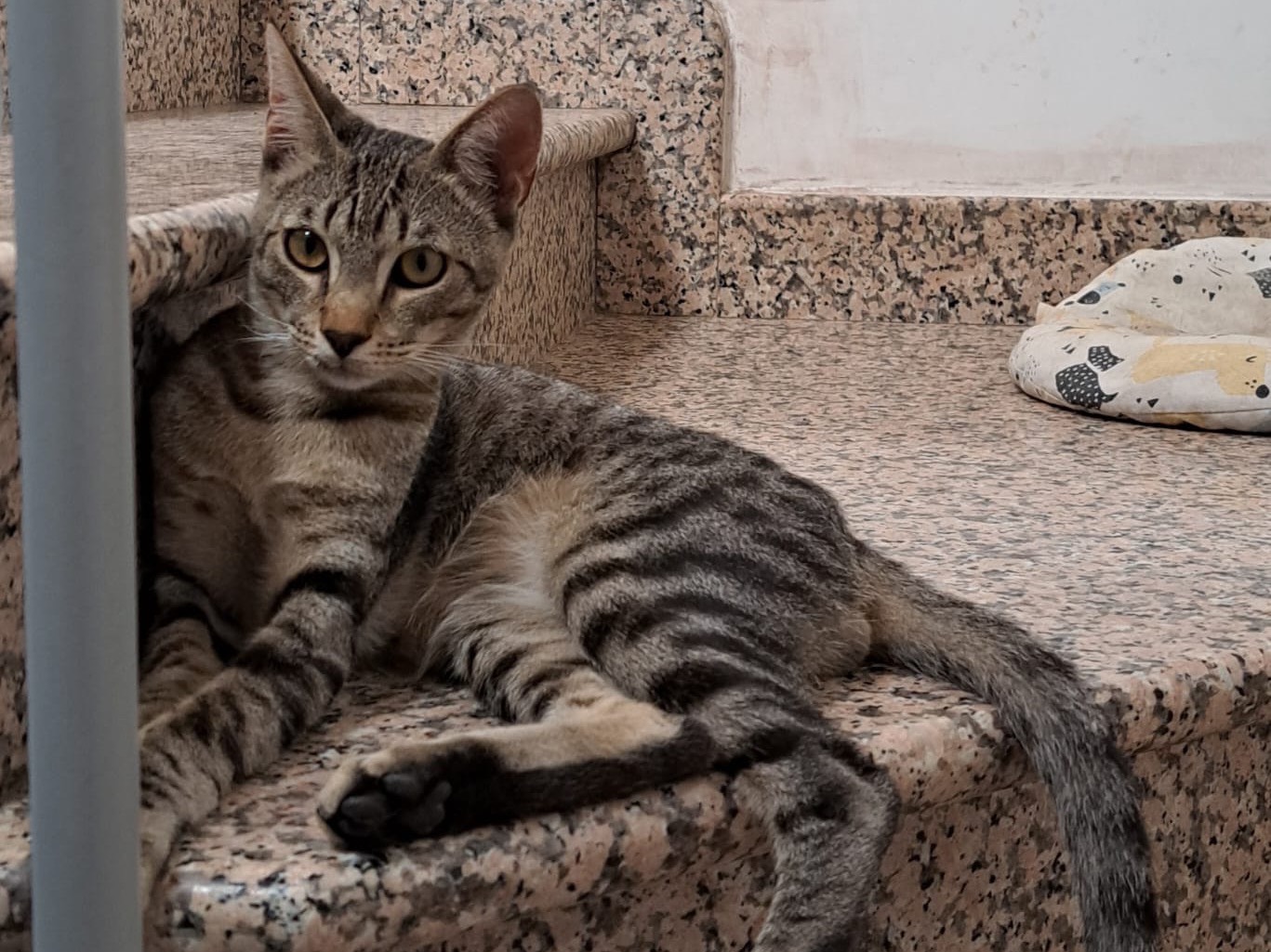 Adotta un gatto, maschio, 8 mesi, Brescia