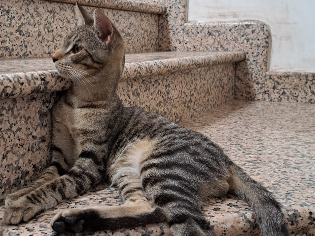 Adotta un gatto, taglia non valida, maschio, Brescia