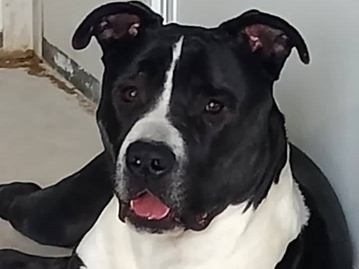 Adozione cane, maschio, American Staffordshire Terrier Razza sconosciuta, 1 anno e 1 mese, taglia grande, Padova