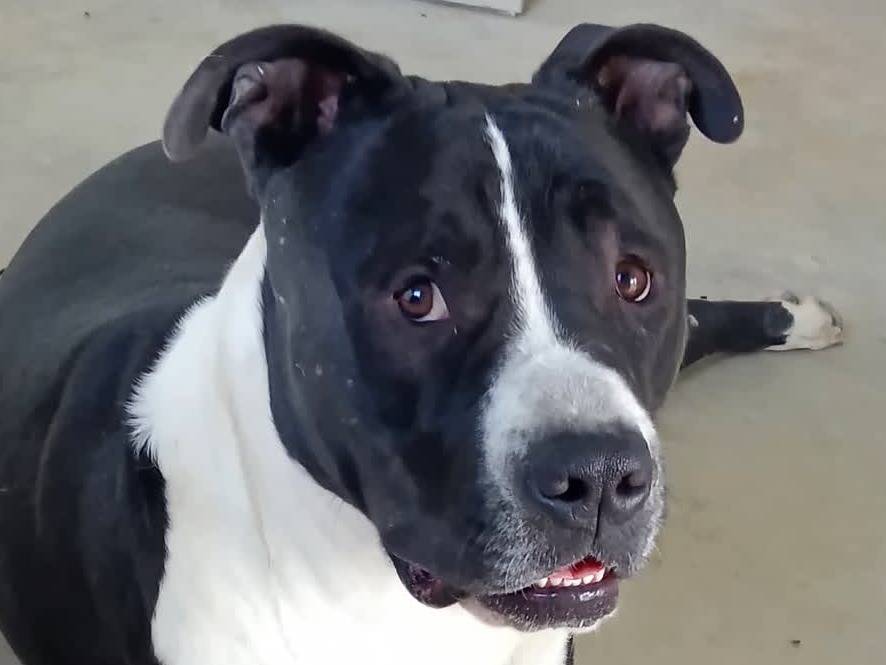 Adotta un cane, maschio, 1 anno e 1 mese, Padova