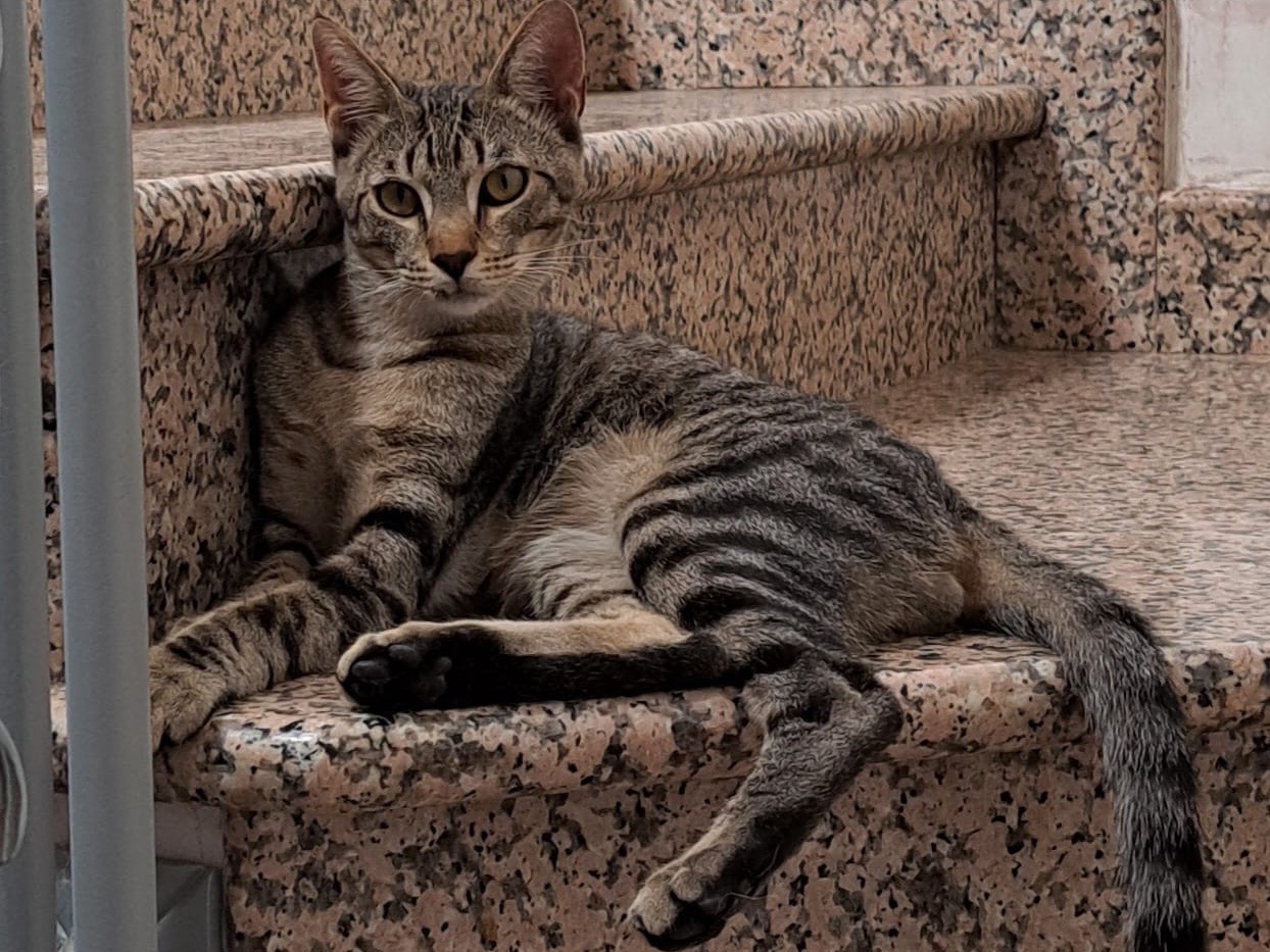 Adozione gatto, maschio, Razza sconosciuta Razza sconosciuta, 8 mesi, taglia non valida, Bolzano