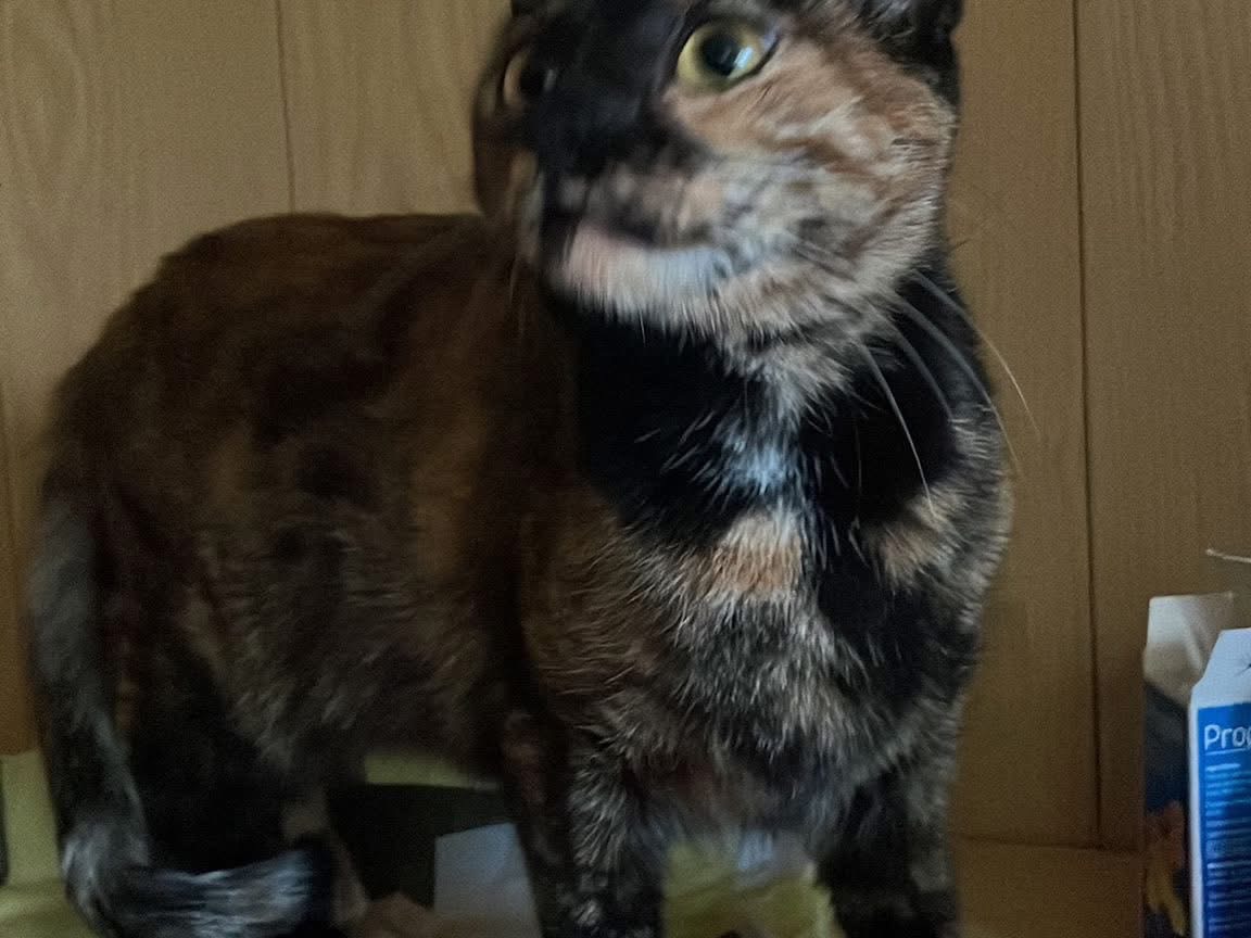 Adozione gatto, femmina, Razza sconosciuta Razza sconosciuta, 1 anno, taglia non valida, Milano