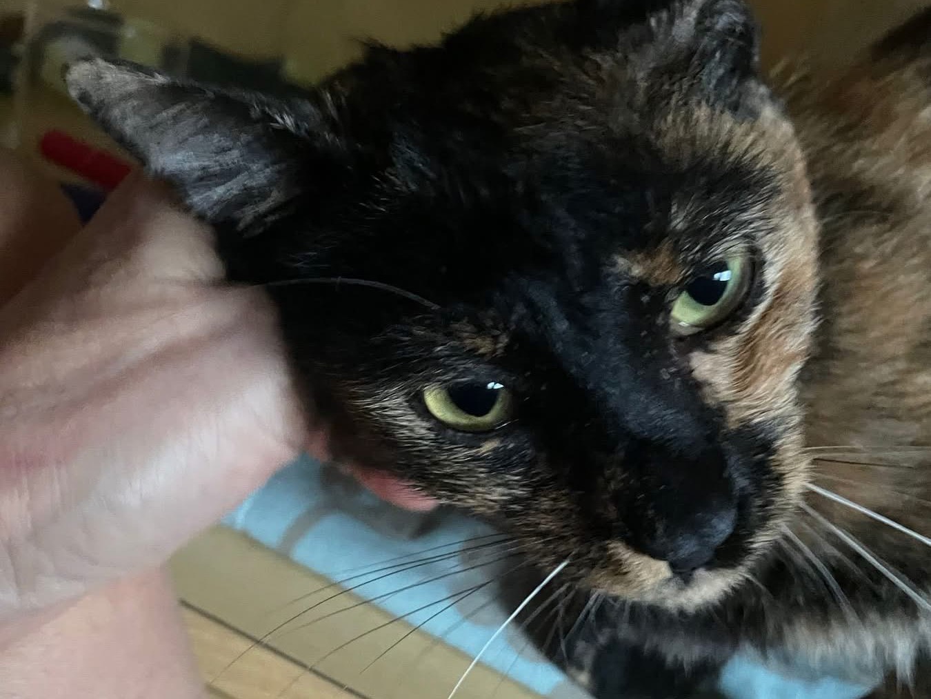 Adotta un gatto, femmina, 1 anno, Milano