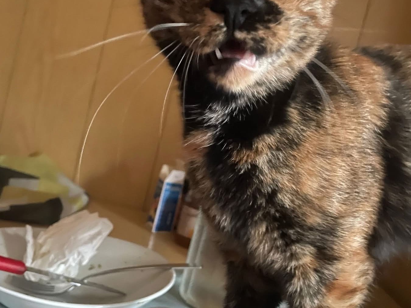 Adotta un gatto, taglia non valida, femmina, Milano