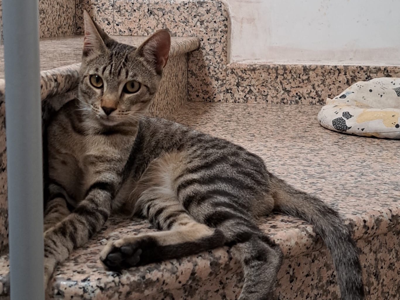 Adotta un gatto, maschio, 8 mesi, Como