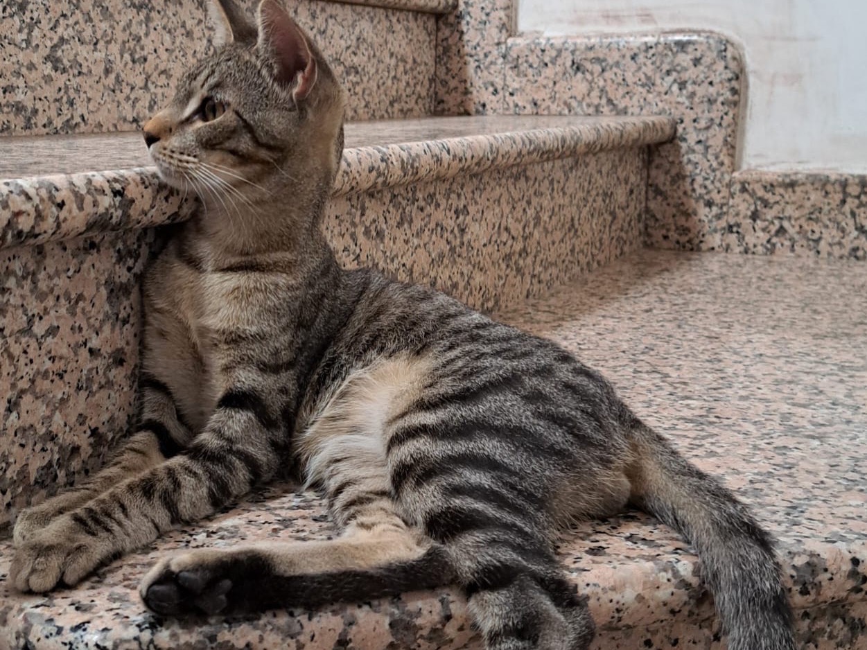 Adotta un gatto, taglia non valida, maschio, Como