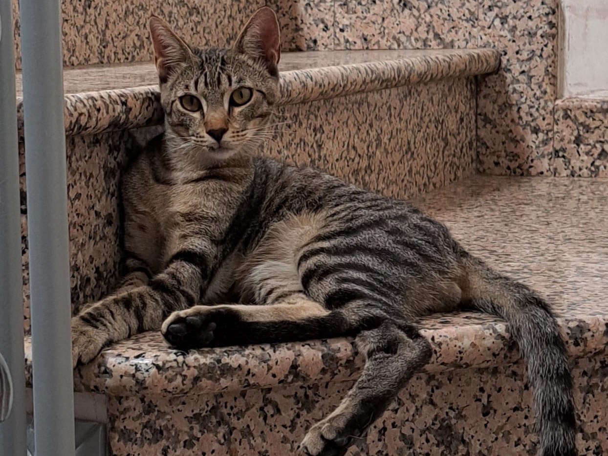 Adozione gatto, maschio, Razza sconosciuta Razza sconosciuta, 8 mesi, taglia non valida, Cremona
