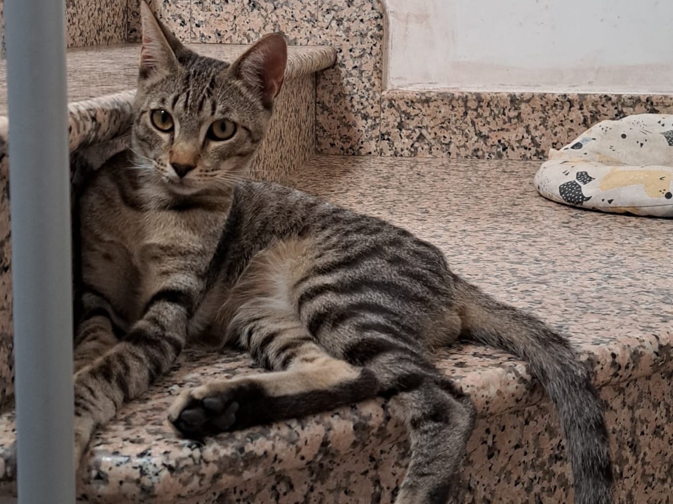 Adotta un gatto, maschio, 8 mesi, Ferrara