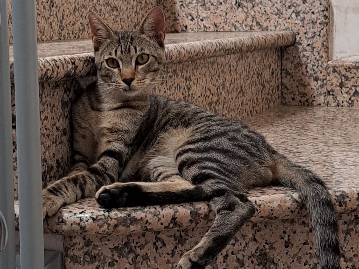 Adozione gatto, maschio, Razza sconosciuta Razza sconosciuta, 8 mesi, taglia non valida, Frosinone